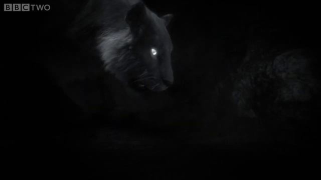 Cave Lion vs Cave Bear - Пещерный Лев против Пещерного Медведя