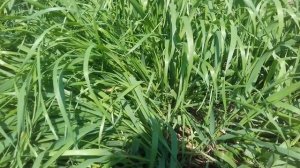 КАК ИЗБАВИТЬСЯ ОТ ПЫРЕЯ НА УЧАСТКЕ.СОРНЯК.ПЫРЕЙ.ВЫВЕСТИ ПЫРЕЙ.УБРАТЬ ПЫРЕЙ.ОГОРОД.САД.УБРАТЬ СОРНЯК