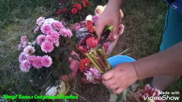 Как сохранить СРЕЗКУ георгин дольше. смотреть онлайн