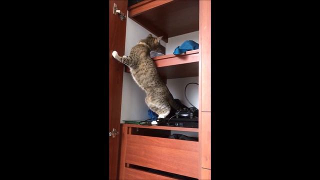 Gatito Lilo смотреть онлайн