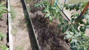 Не издевайтесь над томатами!  Медная проволока от фитофторы! Лёгкий способ борьбы с фитофторой!