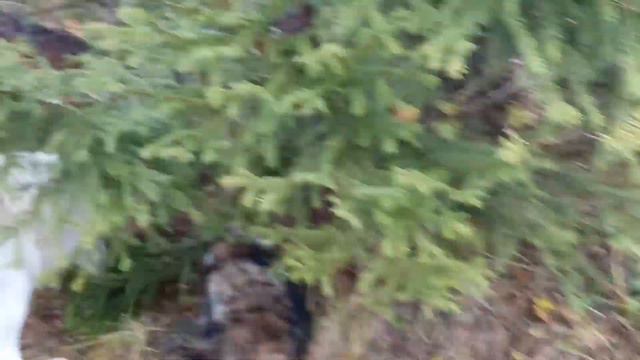 Схватка енота с лайкой смотреть онлайн