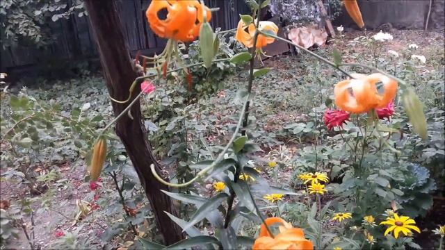 Loreena McKennitt -Tango to Evora смотреть онлайн