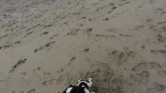 Plage saint Cyprien + chien смотреть онлайн