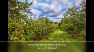 песня «Яблочный спас»