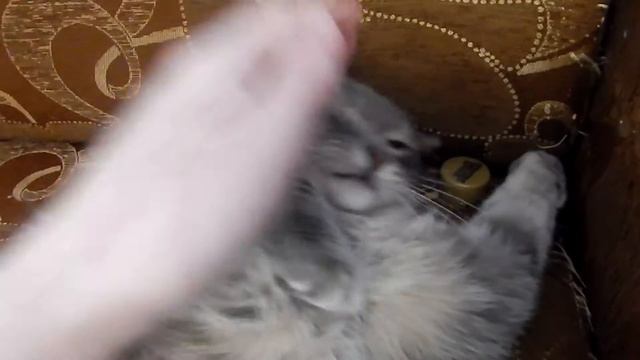 Как сделать кошечку счастливой? Дать ей поиграть с крышечкой) смотреть онлайн