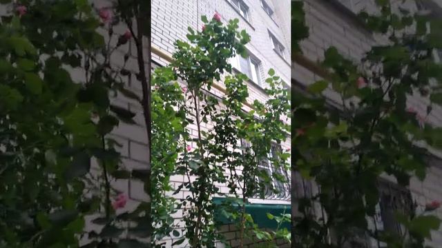 прекрасные розы в городском дворе смотреть онлайн