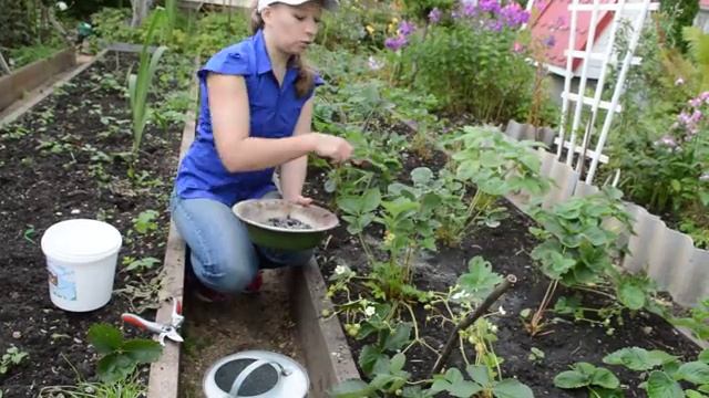 Чем подкормить клубнику в сентябре смотреть онлайн