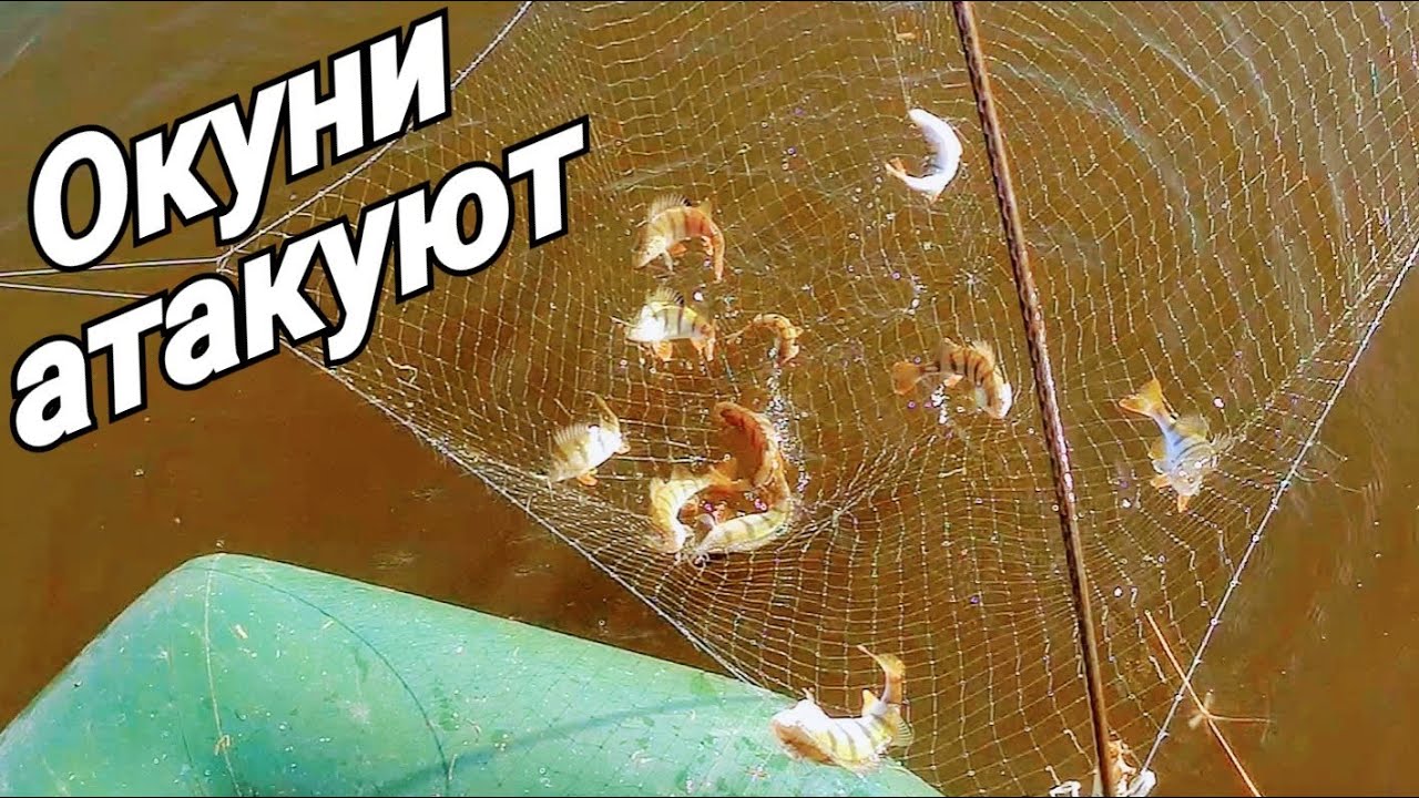 Рыбалка на паук! Нашёл скопление окуня! Рыба на каждом забросе! Паук снова не подвёл! Рыбалка 2021!