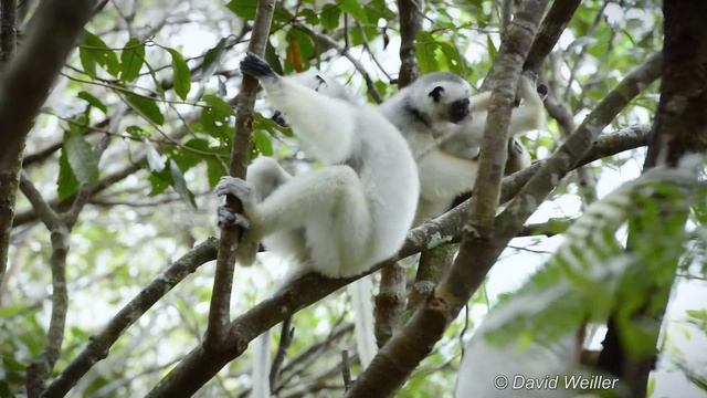 Meet The Real Ghosts Of The Forest: The Silky Sifakas смотреть онлайн