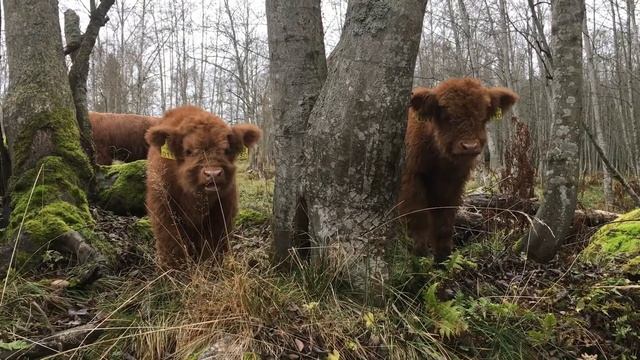 Scottish Highland Cattle In Finland: Fluffy mini moos and alders смотреть онлайн