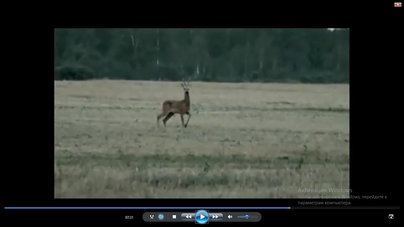 ОХОТА на ОХОТУ, но зверя пощади! Северный Кавказ. Кубань Ахметовская. Живите в Кайф! смотреть онлайн