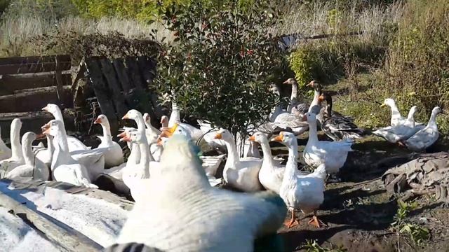 Муромский район село Борисово, гуси, утки, Наташа смотреть онлайн