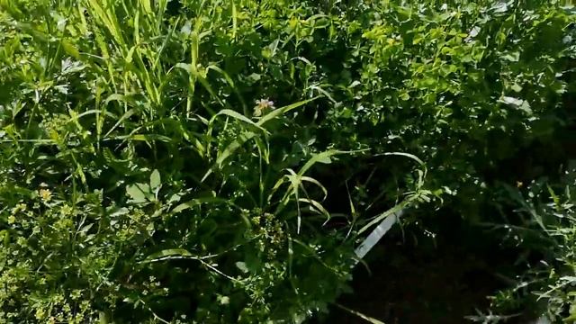 Ужинаем в китайском ресторане. Дела огородные. Муся. смотреть онлайн