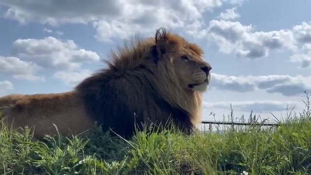 Огромный ЛЕВ СТРАДАЕТ по своей львице и жалуется Олегу Зубкову на нелёгкую жизнь красивого льва! смотреть онлайн