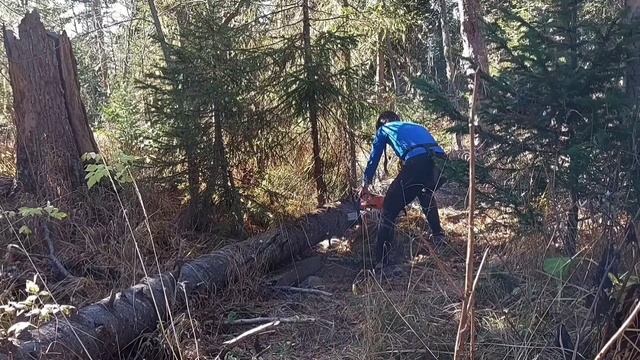 ЗЕМЛЯНКА в ТАЙГЕ. ЗАГОТОВКА ДРОВ на ЗИМУ. смотреть онлайн