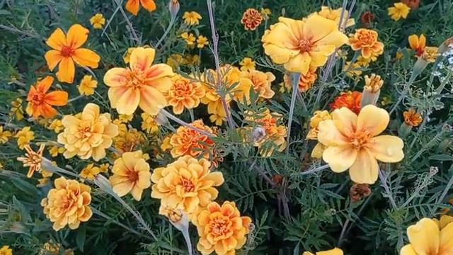 ИЗ ЛЕТА В ОСЕНЬ... /ЧТО СВЯЗАЛА. ЧТО ВЯЖУ