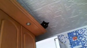 Кошка на вышке описалась