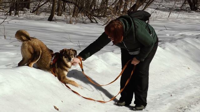 Возьми друга из приюта! смотреть онлайн