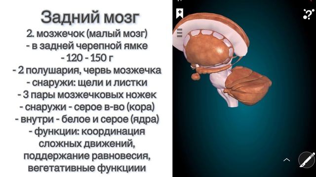 Анатомия Головной мозг часть 2: Задний Средний Продолговатый