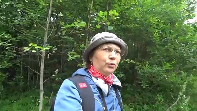 После дождя в лес. 27 июня 2020. Лесной поход. смотреть онлайн