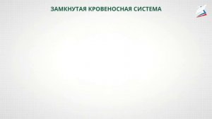 Передвижение веществ у животных