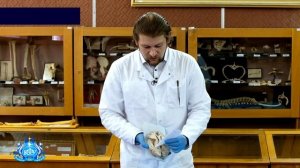 Анатомия бокового желудочка головного мозга | Лекция