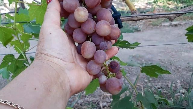 Виноград Невеста. 20.07.2020 смотреть онлайн