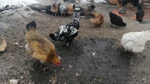 Породы кур в моём хозяйстве. Часть. 3. Павловская порода кур!