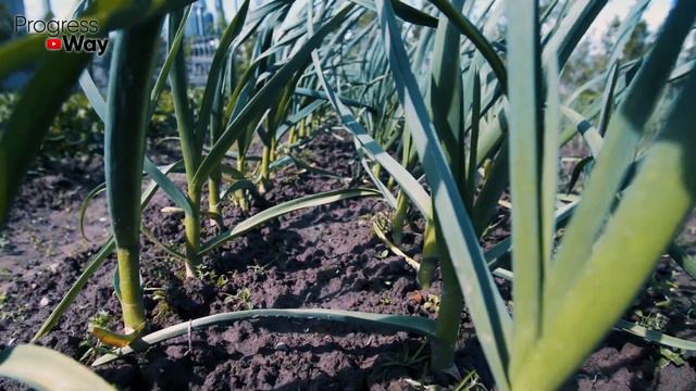 Я Офигел! Листья на чесноке быстро станут зелёными - единственная реально работающая подкормка! смотреть онлайн