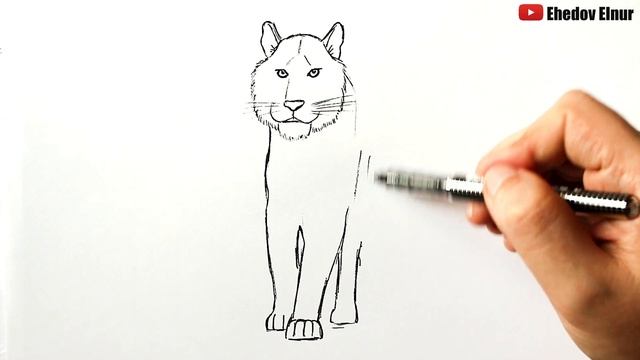 Как нарисовать Тигра | Рисуем Тигра смотреть онлайн