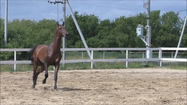 Гурлан-Шах. 2016 смотреть онлайн