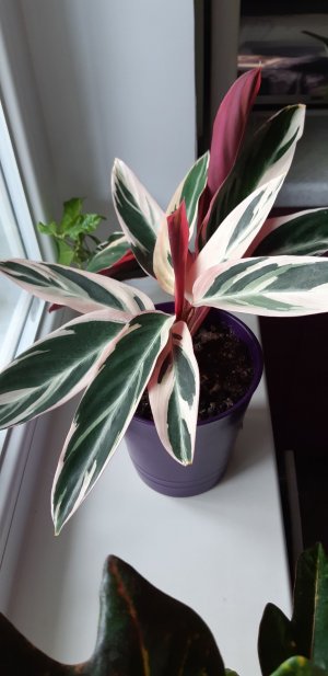 Строманта уход