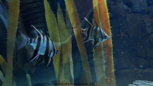 AQUARIUM OCEANÁRIO DE LISBOA – LISBON PORTUGAL смотреть онлайн