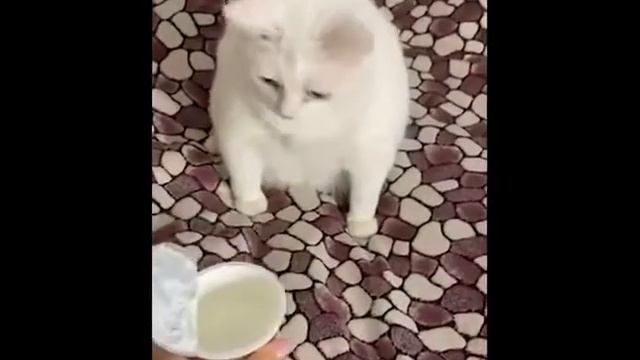 Кот не любит сметану. смотреть онлайн