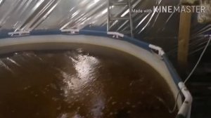 ОСЕТРОВОЕ УЗВ: ПЕРЕЛИВЫ И АЭРАЦИЯ.