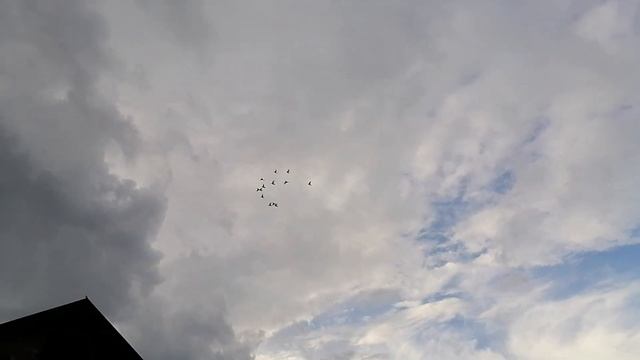 Ижевские голуби. Полёт 21.07.2020. смотреть онлайн