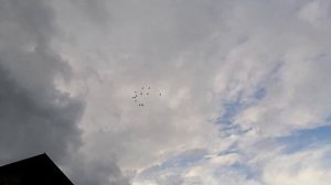 Ижевские голуби. Полёт  21.07.2020.