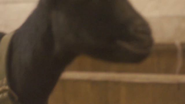 Коровник Псково-Печерского монастыря. Архивное видео, 2020 год. смотреть онлайн