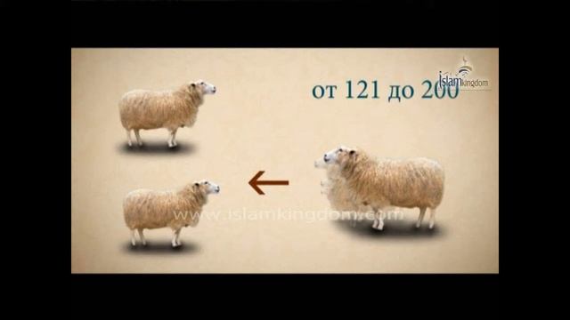 Как выплачивается закят со скота в исламе смотреть онлайн