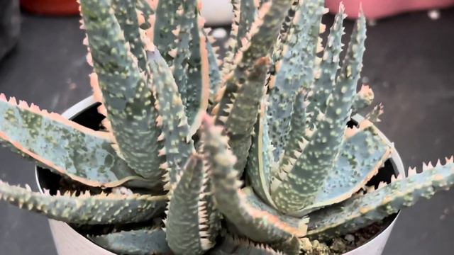 Compré mis primeros lithops 🤗+agaves +cactus#suculentas #jardín #aloe смотреть онлайн
