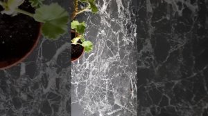 Пеларгония. Как посадить без корней. Мой опыт.