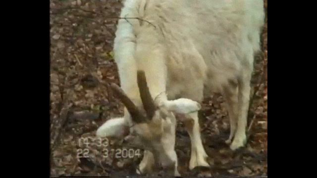 Dima Vice - Мудрое Дерево смотреть онлайн