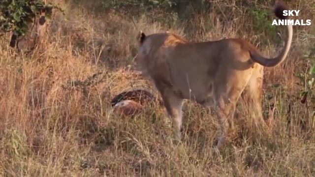 Incrível Rei Leão Salve Impala De Python Attack Lion vs Snake Animals Salve outros animais смотреть онлайн