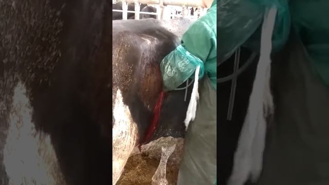 Смещение сычуга  1 часть