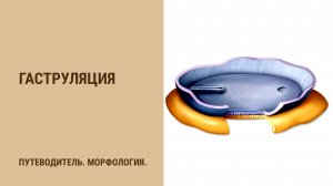 Гаструляция