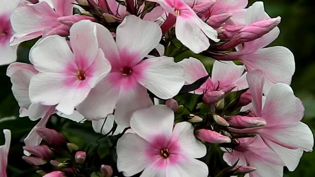 Phlox Paniculata Bright Eyes