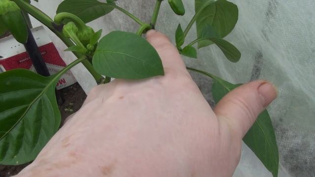 СтройМания