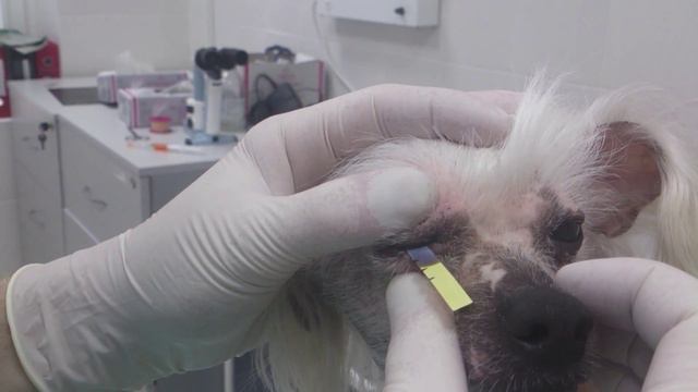 Проведение теста Ширмера в клинике Доктор Вет смотреть онлайн