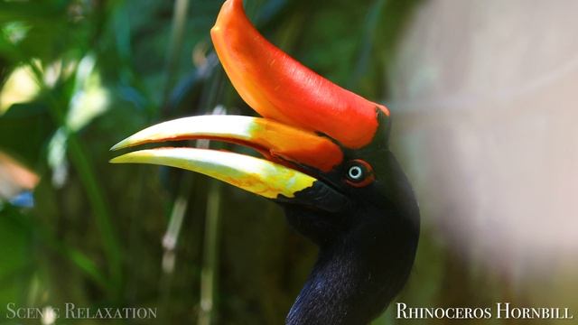 Царство Животных 4K - Живописный Фильм О Дикой Природе С Успокаивающей Музыкой.webm смотреть онлайн